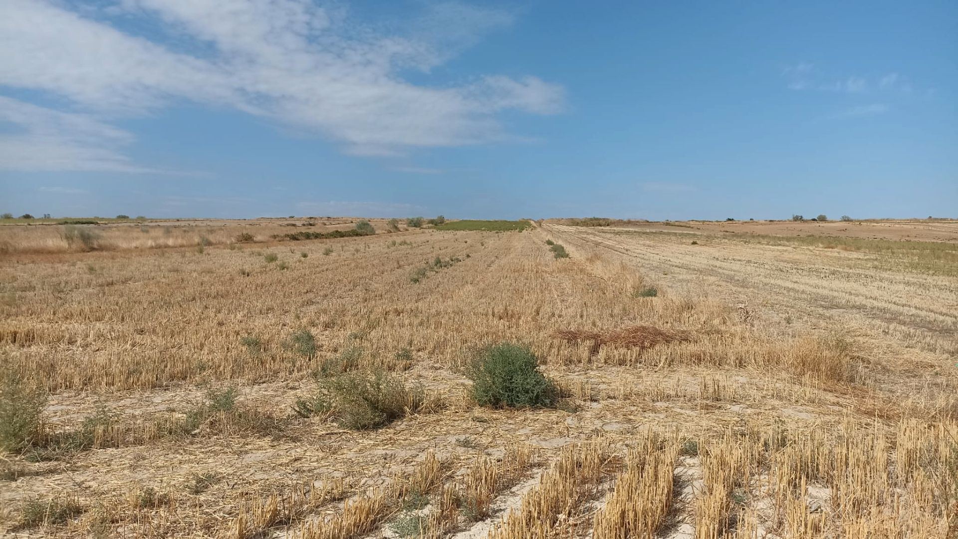 Terreny en venda en Casarrubios del Monte
