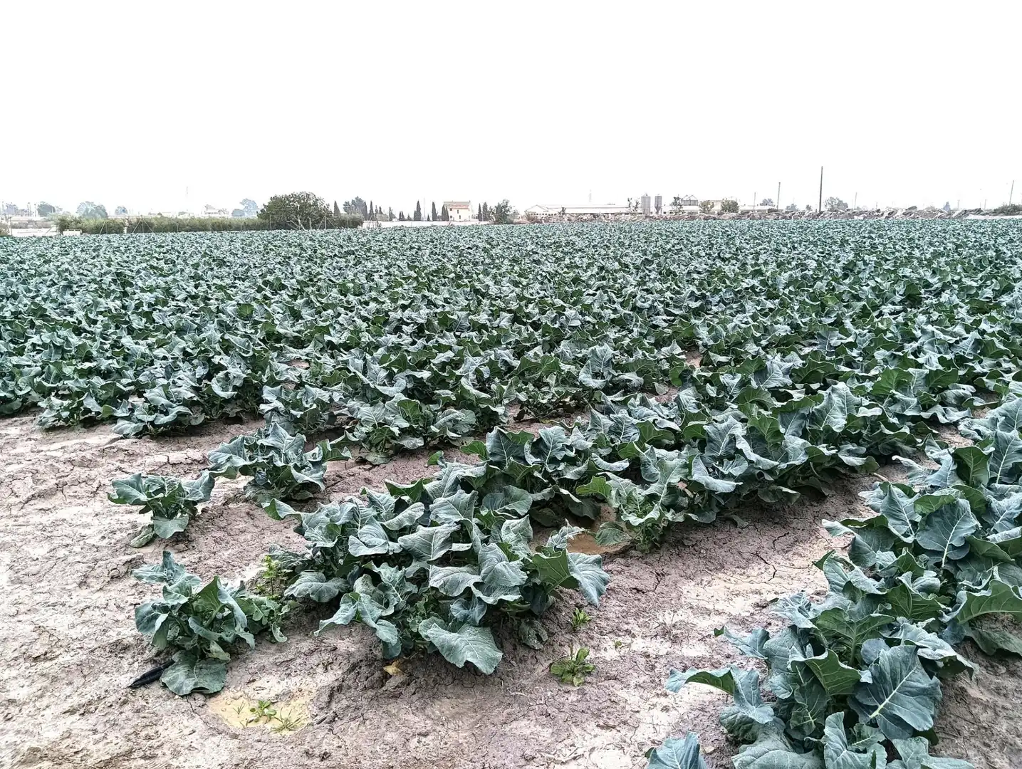 Wohnbaugrundstück zum Verkauf in Pedanías Centro, imagen 2