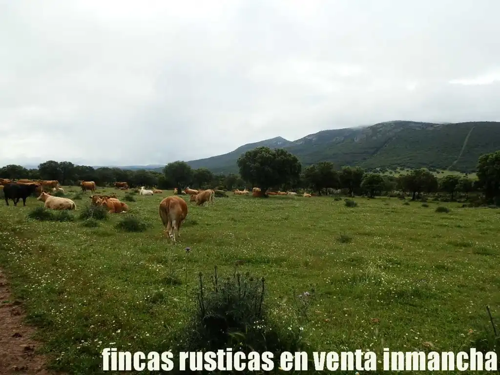 Terreno rústico en venta en Abenójar, imagen 9