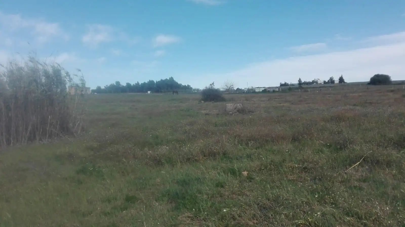 Finca rústica en venta en La Palma del Condado