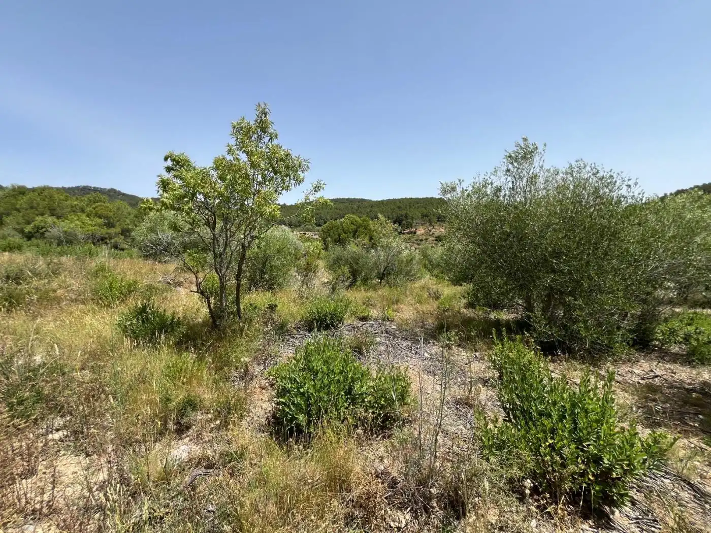 Terrain rustique à vendre à Carrer de les Muralles 1, imagen 7