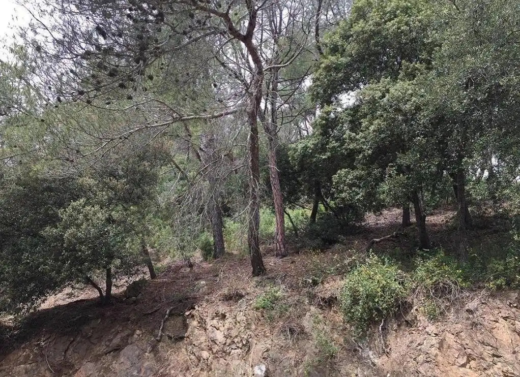 Terreny rústic en venda a LLICORELLA (DE LA), imagen 4