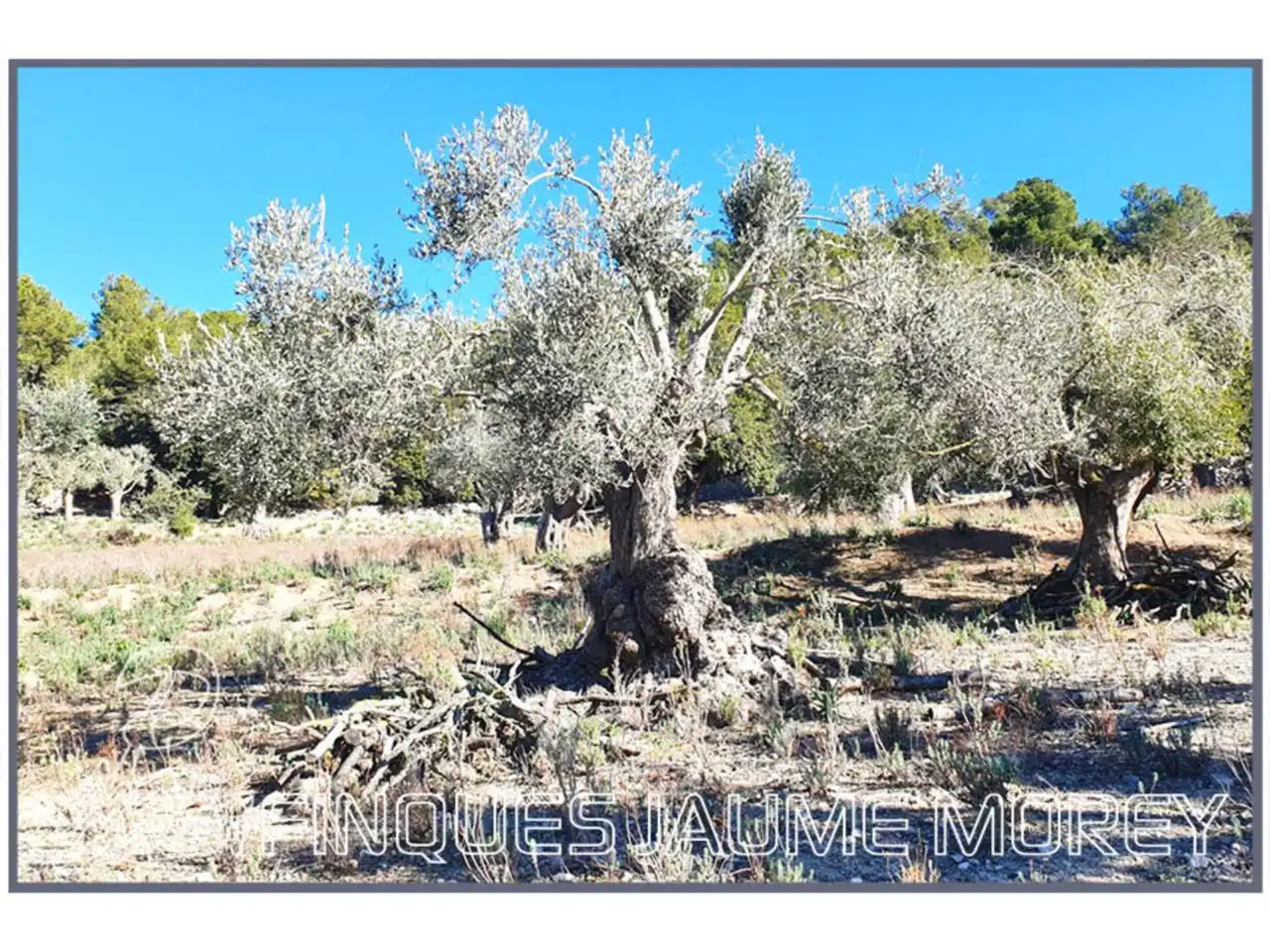 Finca rústica en venta en Mancor de la Vall con Jardín privado y Terraza
