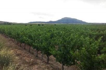 Photo 2 of Land for sale in Pulpillo - Diseminado de Campo Arriba, Yecla, Murcia