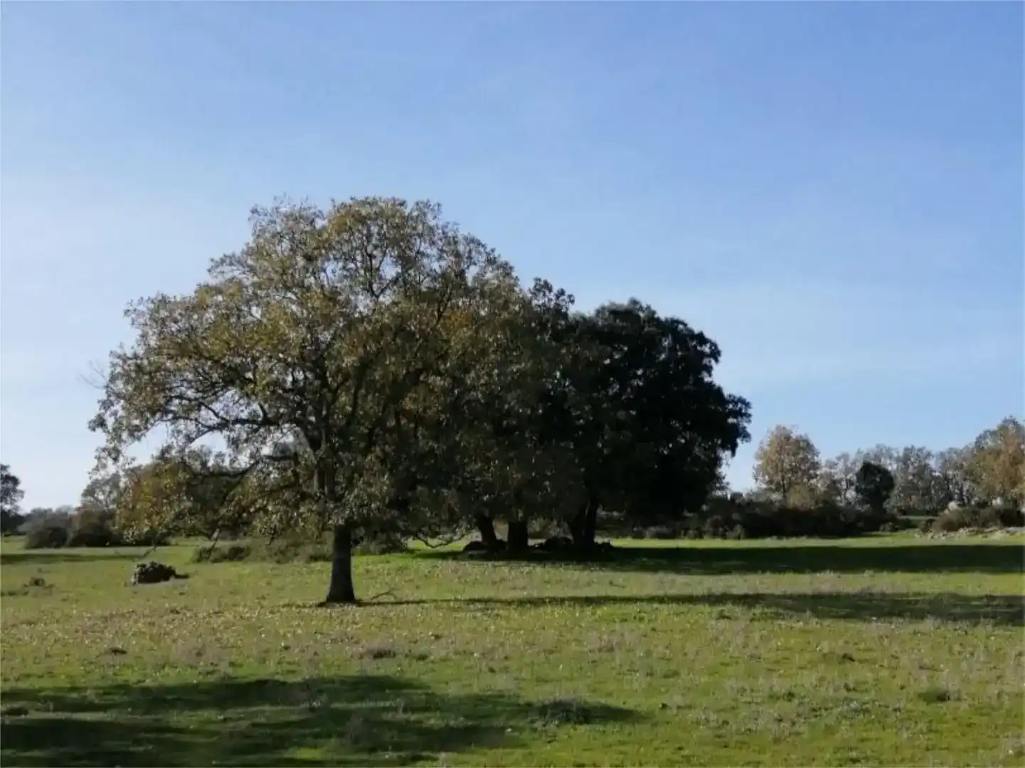 Terreno en venta en Gargüera, Cáceres