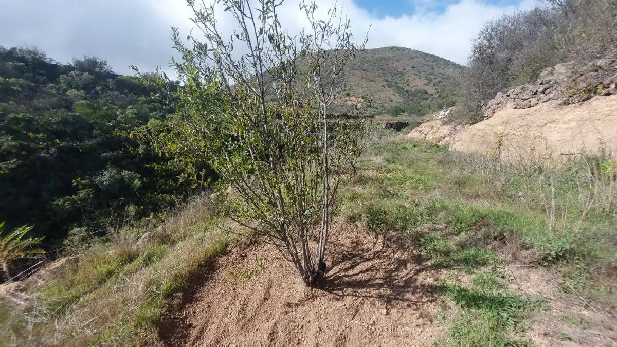 Terreno residencial en venta en Vilaflor de Chasna, imagen 16