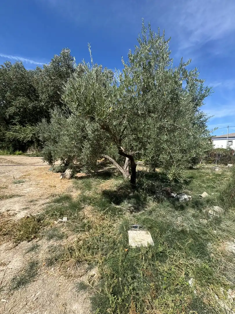 Detached house with pool for sale in Camino de las Huertas Grandes