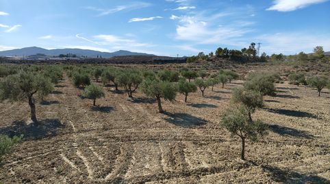Terreno de 63.803 m con amplia plantación de olivos entre los polígonos industriales de Elda y Monóvar, image 4