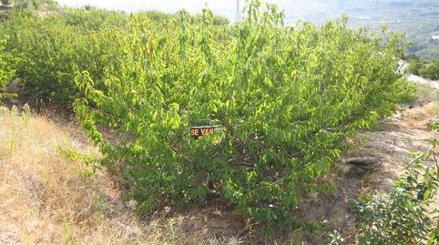 Foto 3 de Terreno en venta en Valdastillas, Cáceres