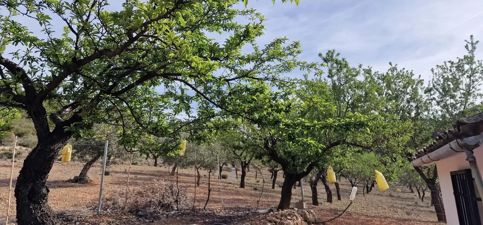 Casa rústica en venta en Cortes de Pallás, imagen 12