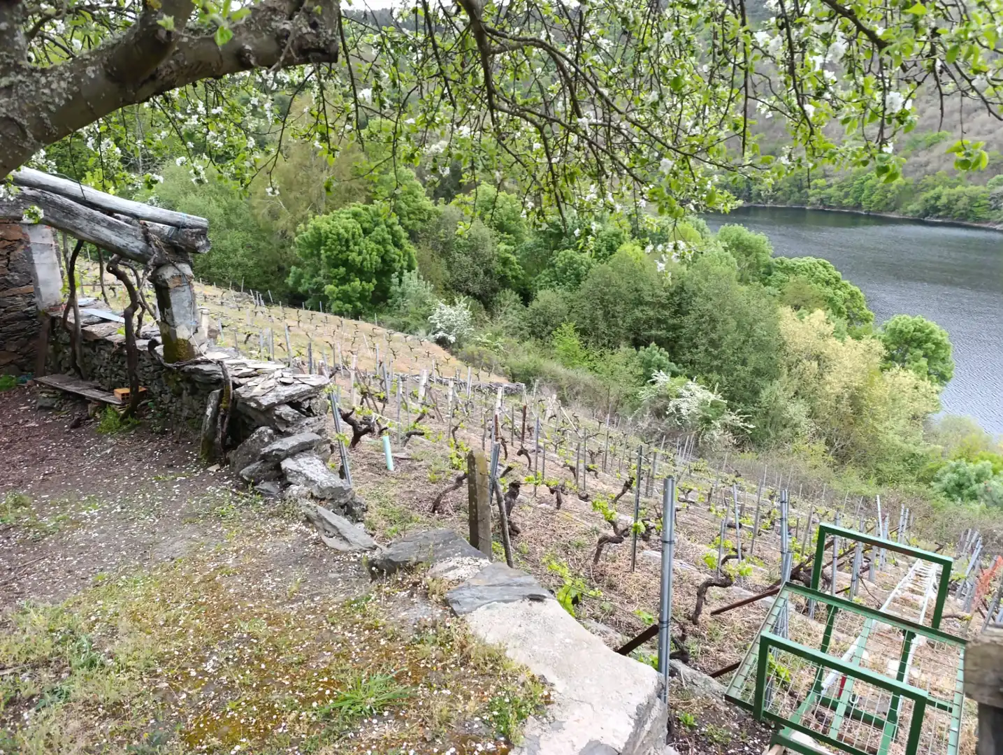 Casa rústica amb jardí en venda a O Saviñao, imagen 8