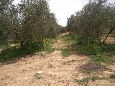 Terreno rustico in vendita a Villanueva del Trabuco
