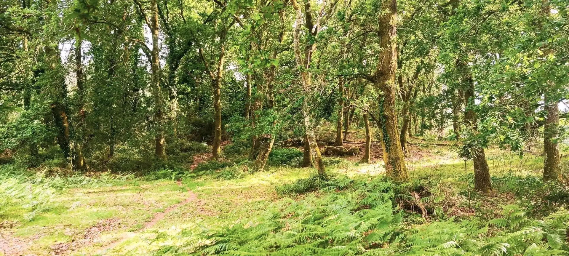 Finca rústica en venta en A Estrada 