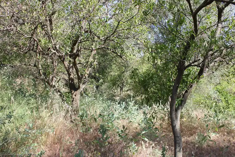Terreni e lotti in vendita a Andalucía, imagen 6