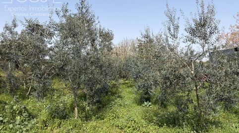 Foto 3 de Finca rústica en venta en Pilas, Sevilla