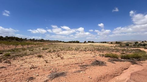 Terreno Jumilla zona Paraje Chamaleta, immagine 3