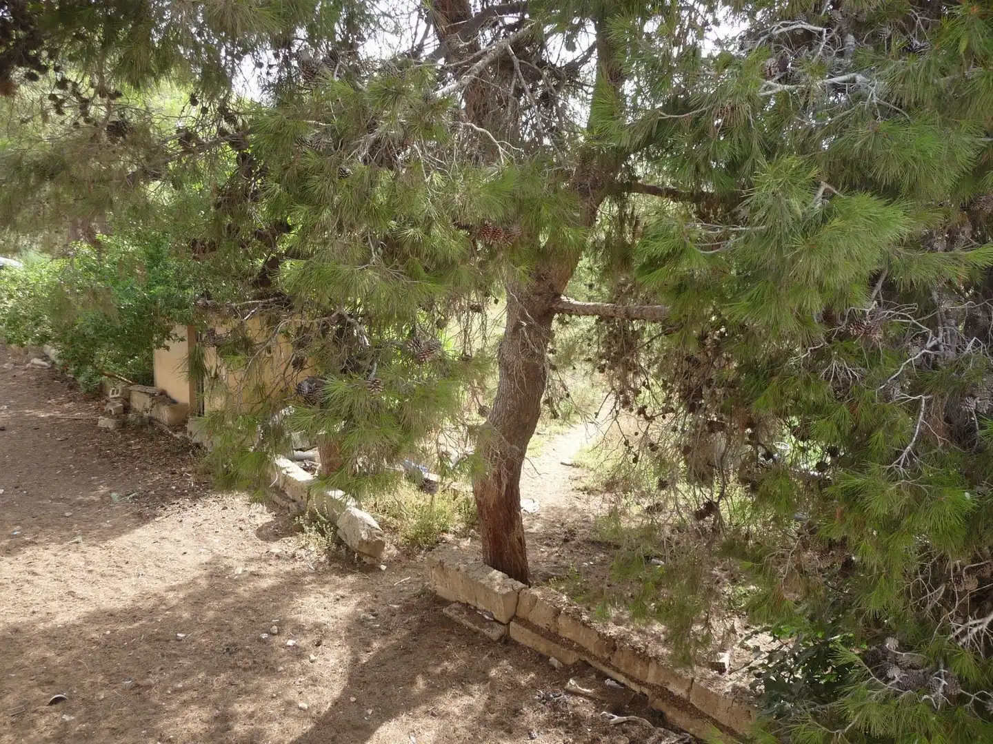 Finca rústica en venda a Son Ferriol