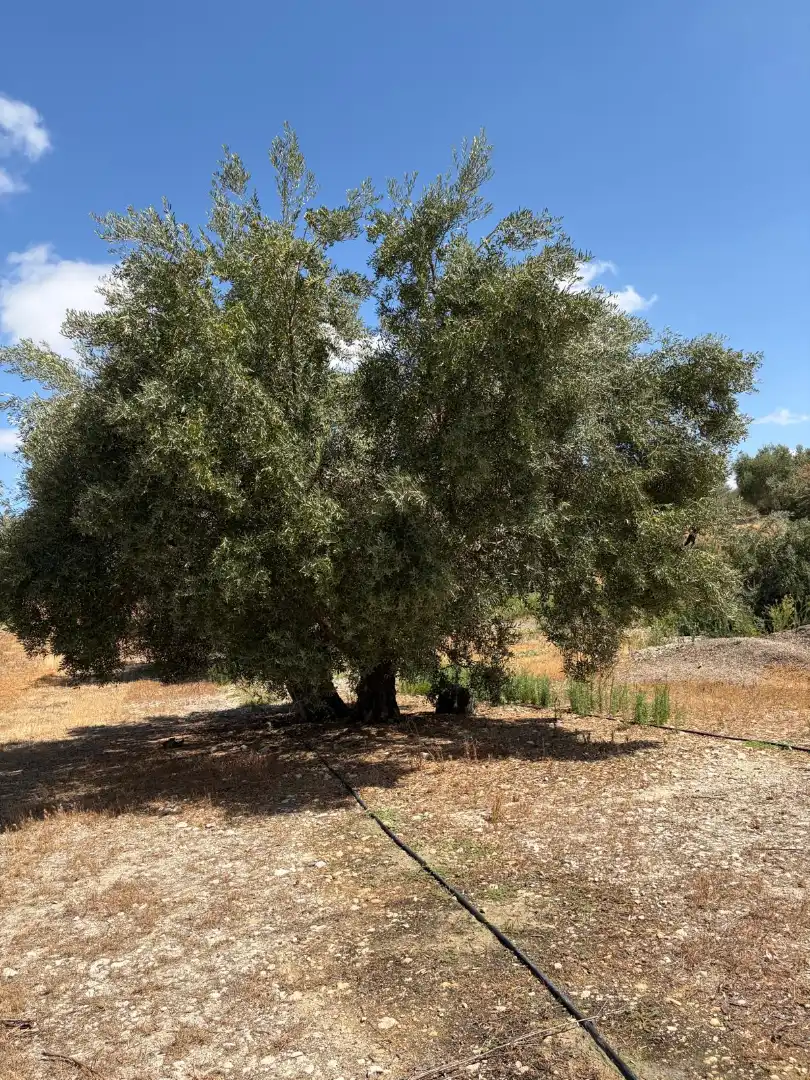 Terreno rustico in vendita a Santaella, imagen 10