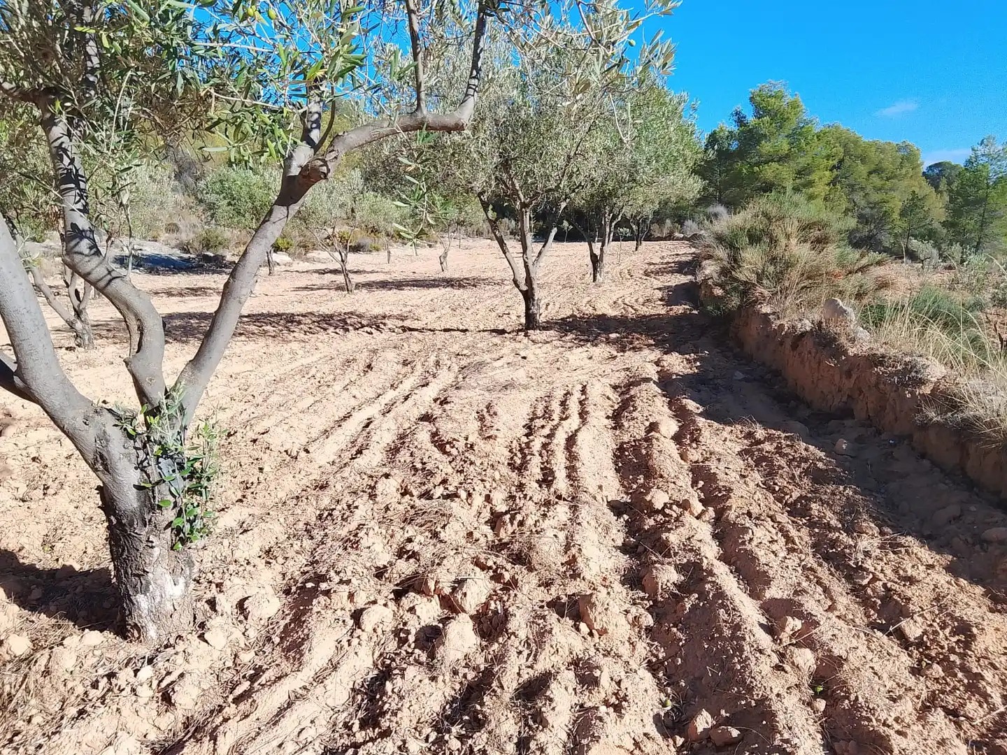 Terreny rústic en venda a Tibi, imagen 16