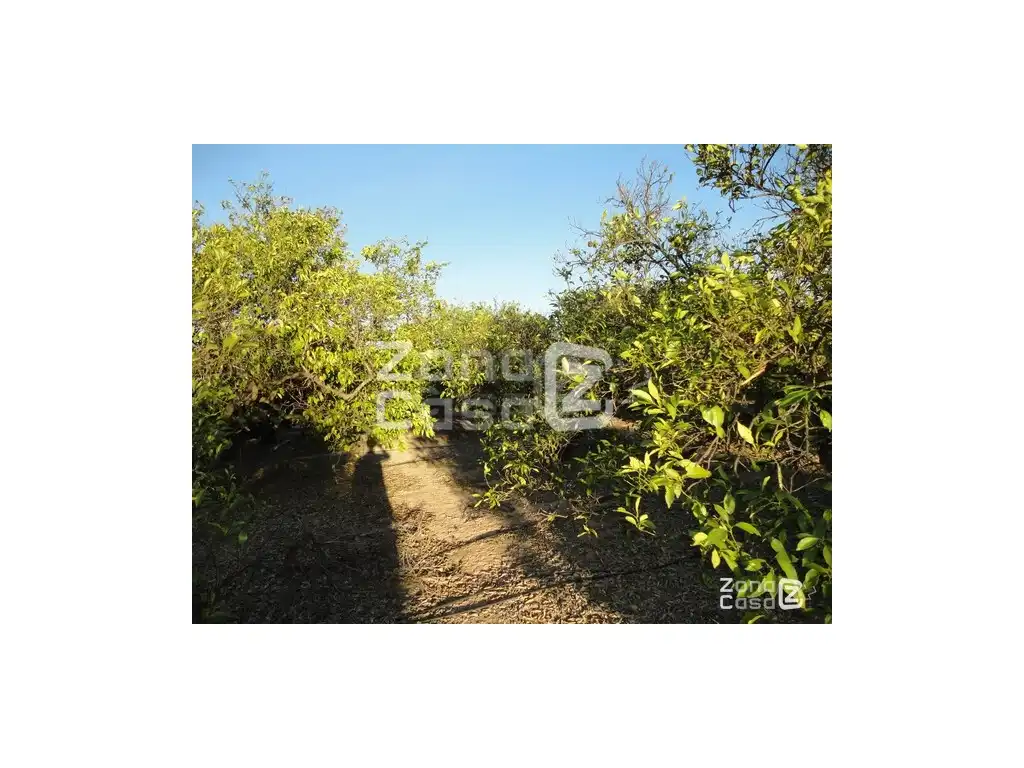 Finca rústica en venda en Benimuslem, Valencia