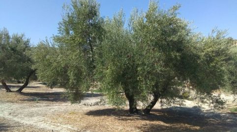 OLIVAR DE REGADÍO EN LUQUE, immagine 2