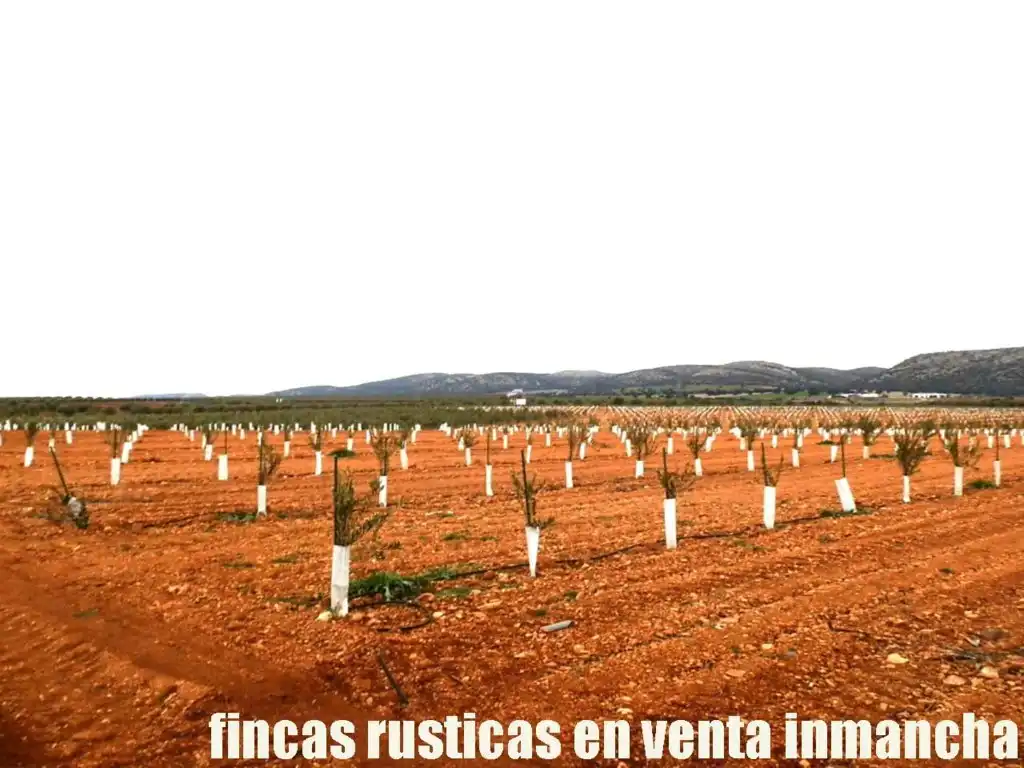 Rural land for sale in Valdepeñas, imagen 2