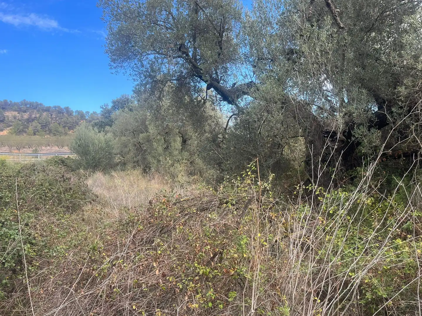 Rural land for sale in Horta de Sant Joan, imagen 5