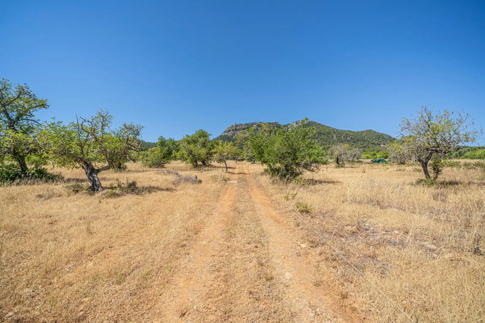 Rural land for sale in Felanitx Poble, imagen 5