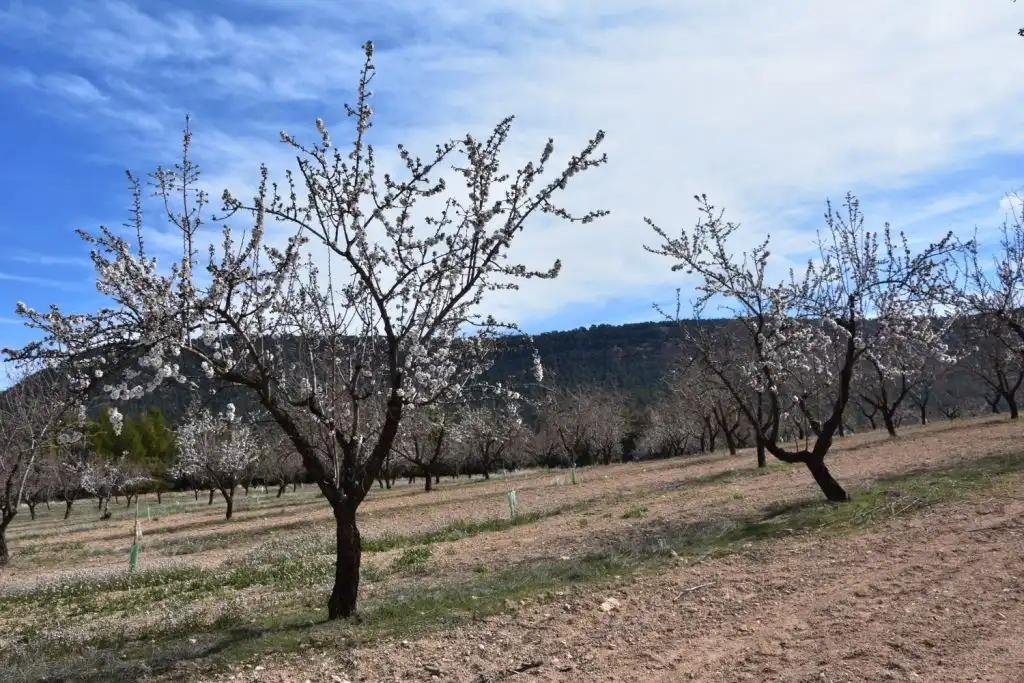 Terreni e lotti in vendita a Fuentespalda, imagen 8