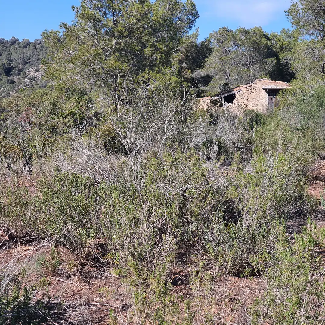 Terrain rustique à vendre à Benifallet, imagen 15
