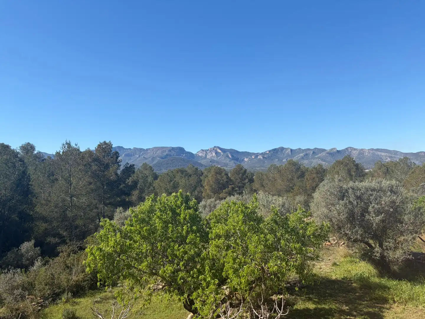 Finca rústica en venta en Tivissa