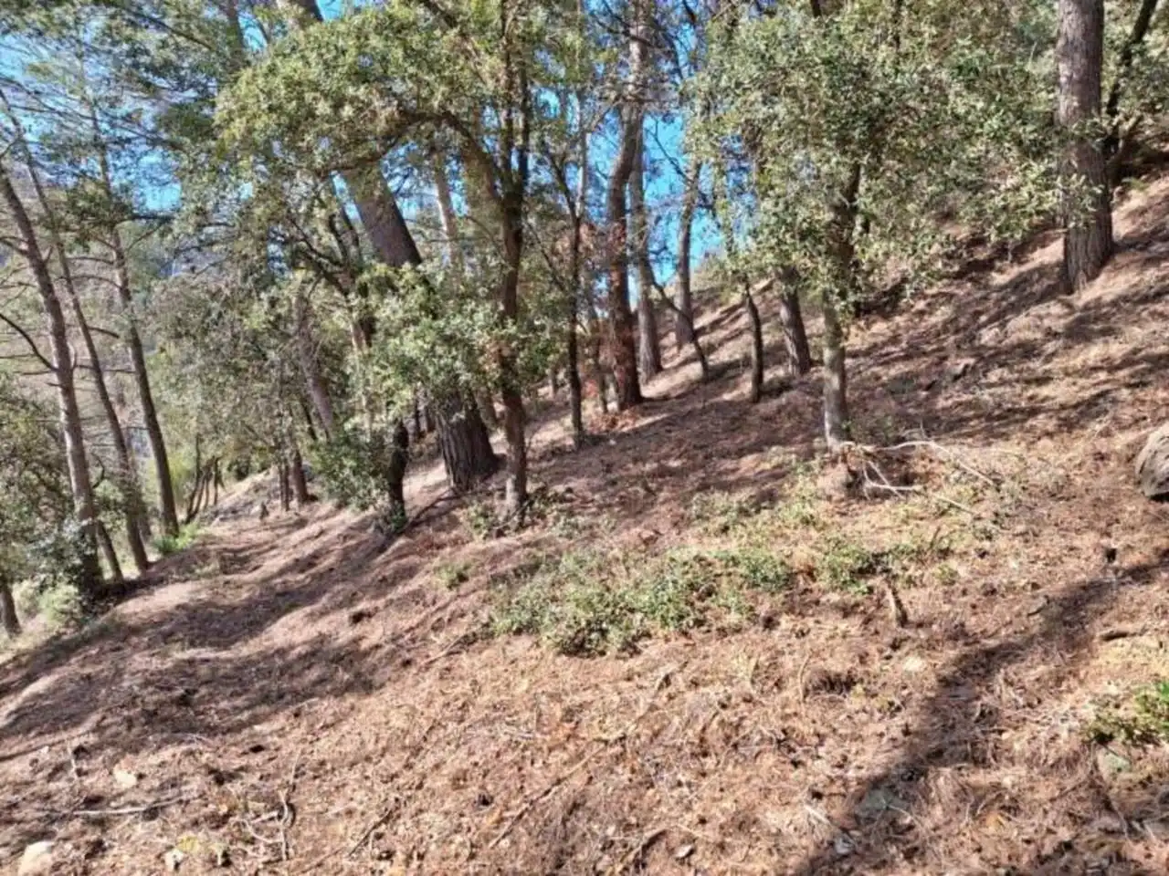 Rural land for sale in Calle Llosa, imagen 18