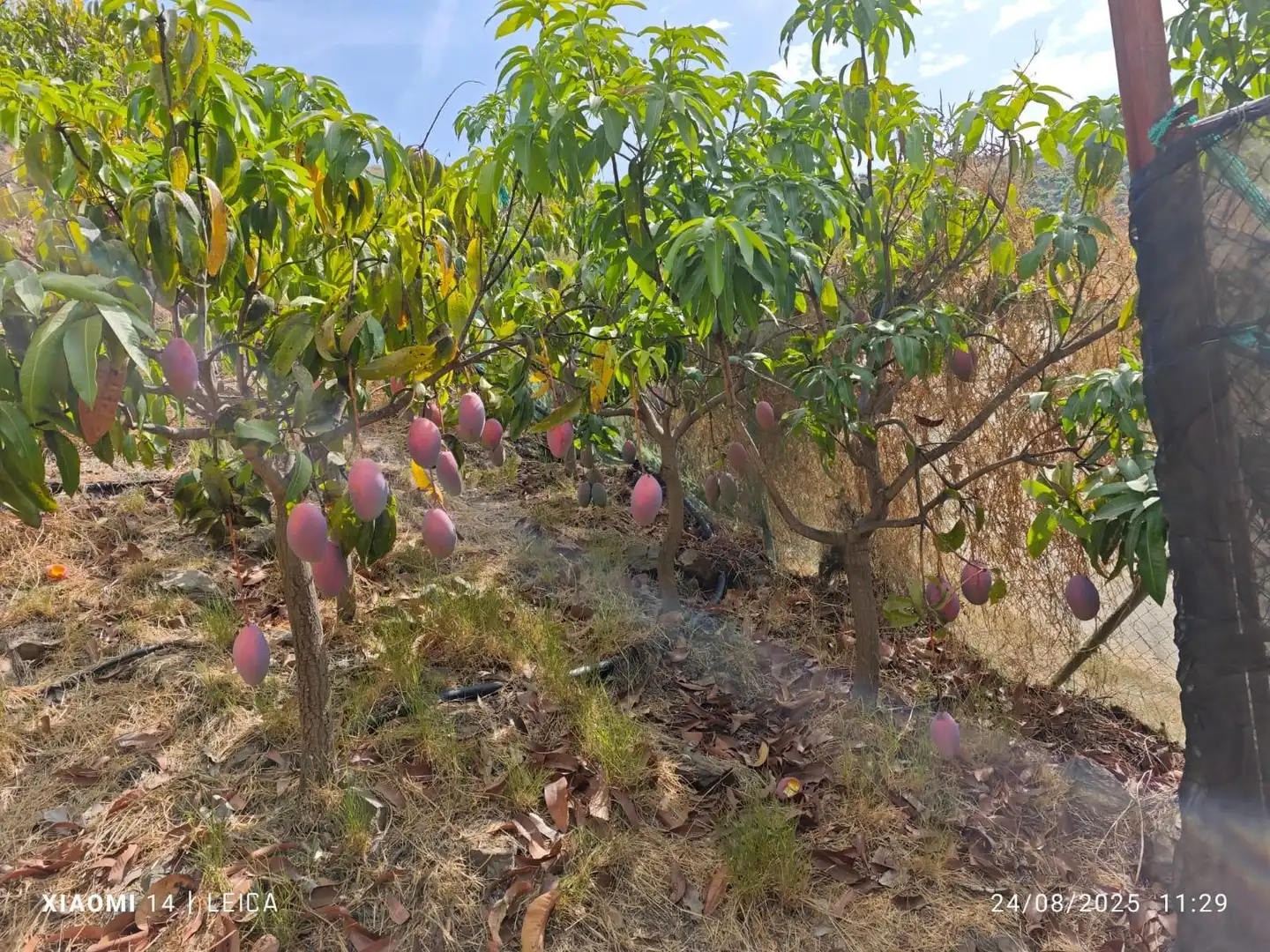 Terrenys i solars en venda a Canillas de Aceituno, imagen 3