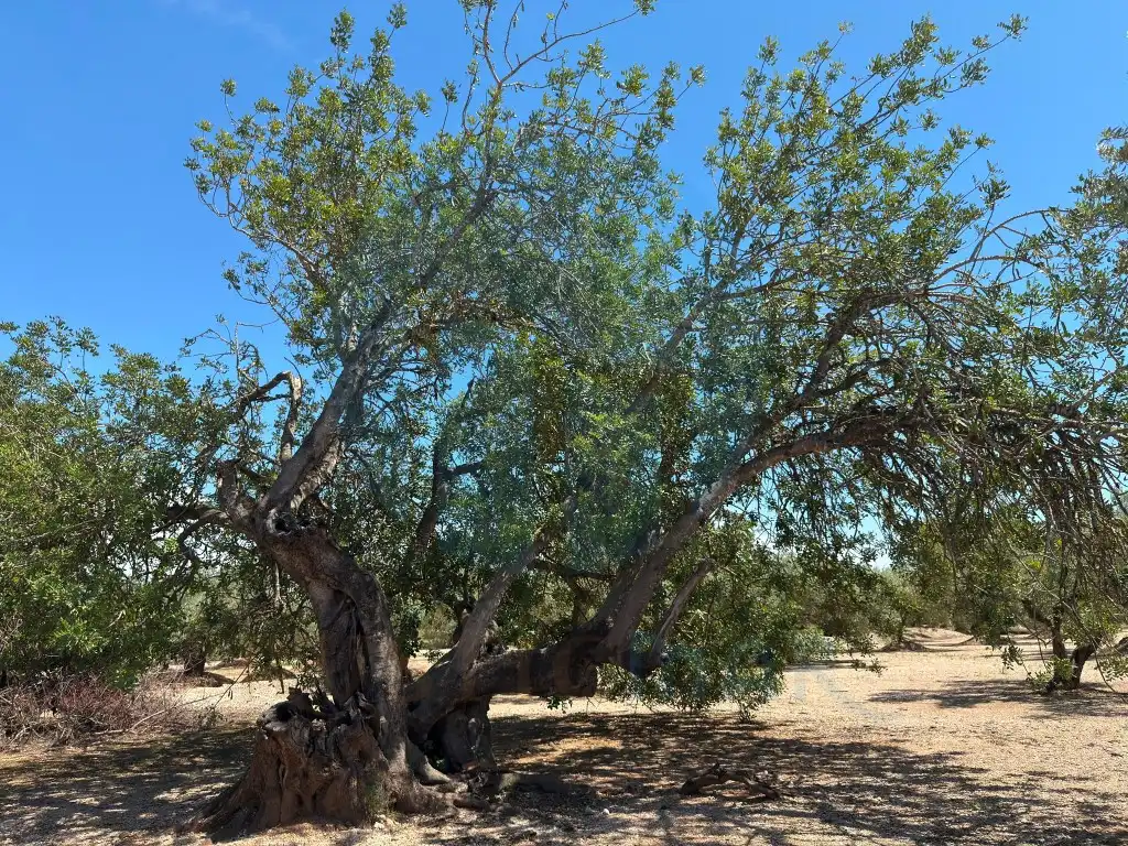 Jardí de Finca rústica en venda en Mas de Barberans