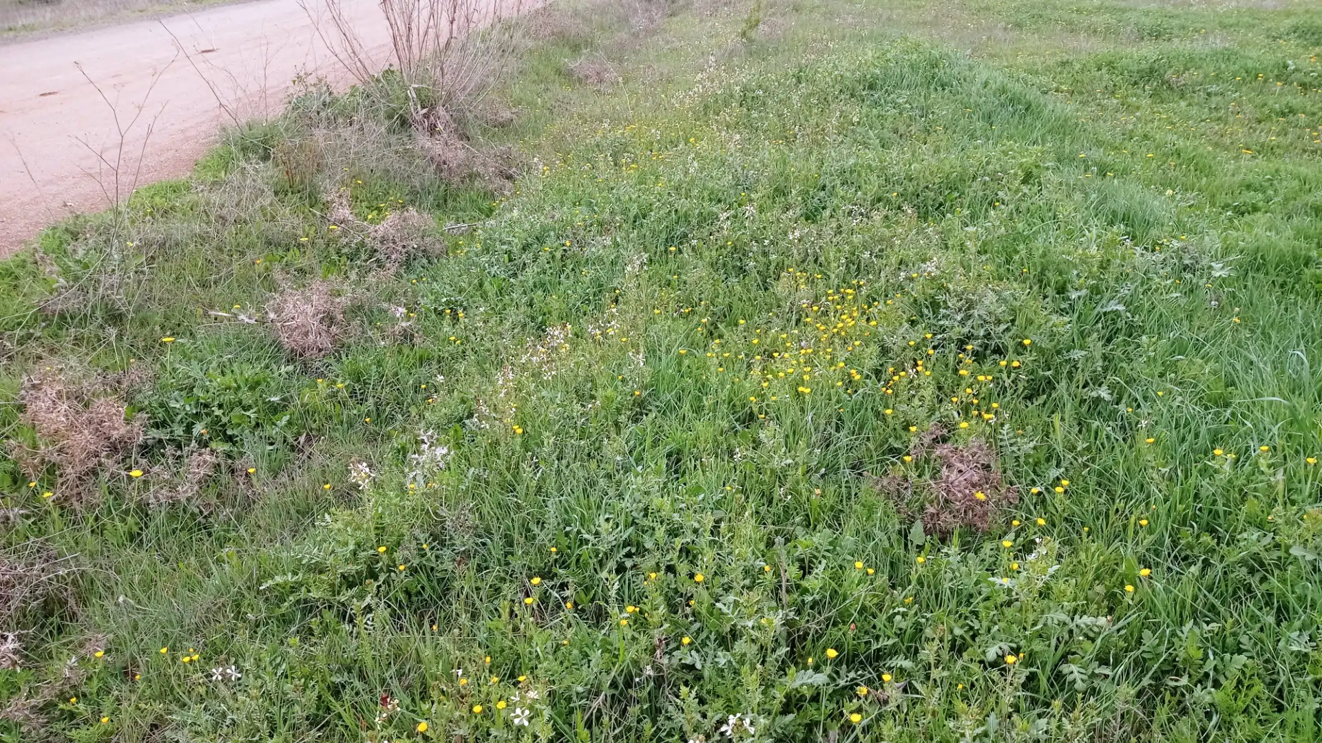 Terreno en venta en Miguelturra