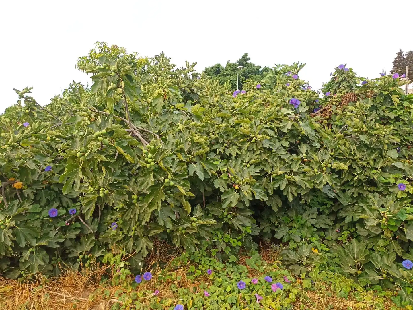 Jardín de Residencial en venta en Alhaurín de la Torre