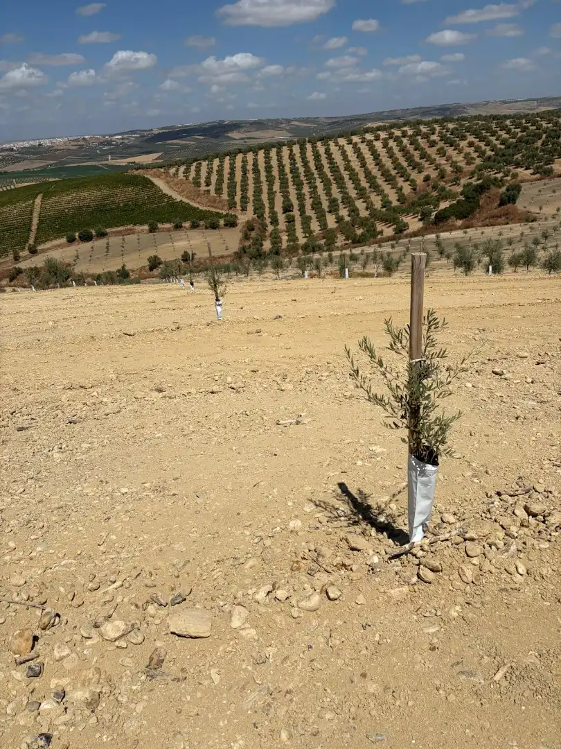 Terreno rustico in vendita a Montilla, imagen 5