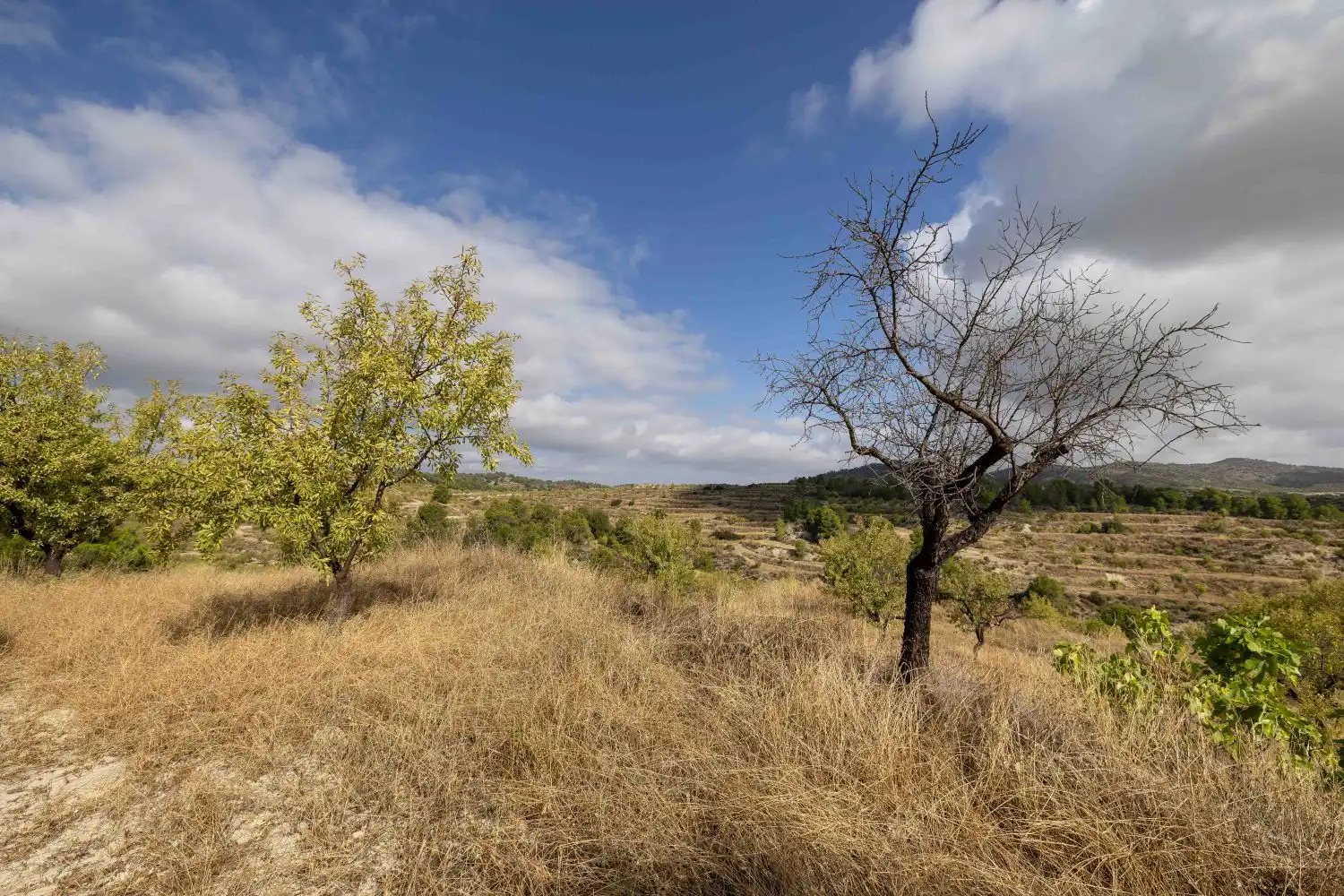 Finca rústica en venta en Mula