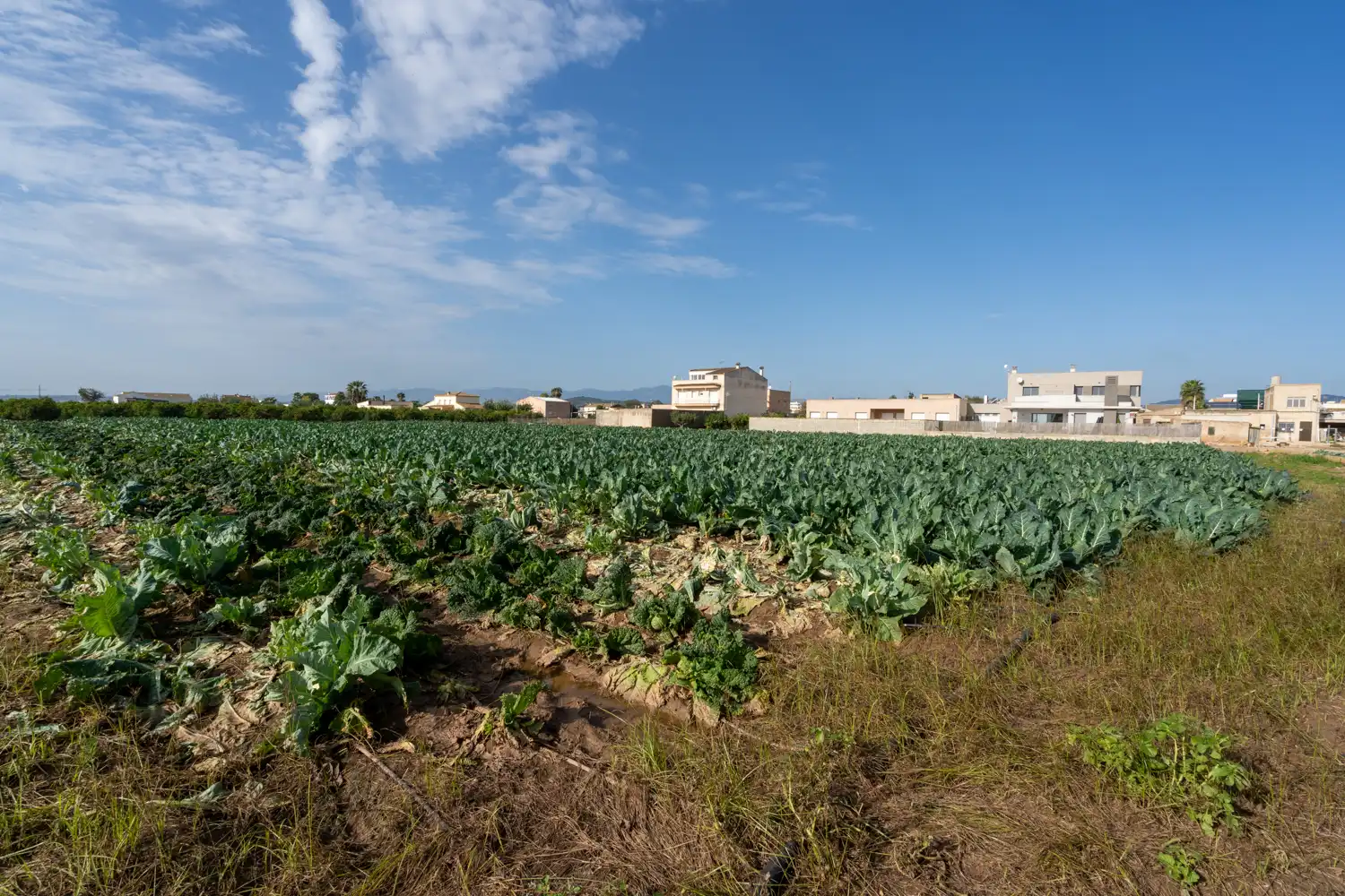 Rural land for sale in Carrer Raval de Fesol 51, imagen 5