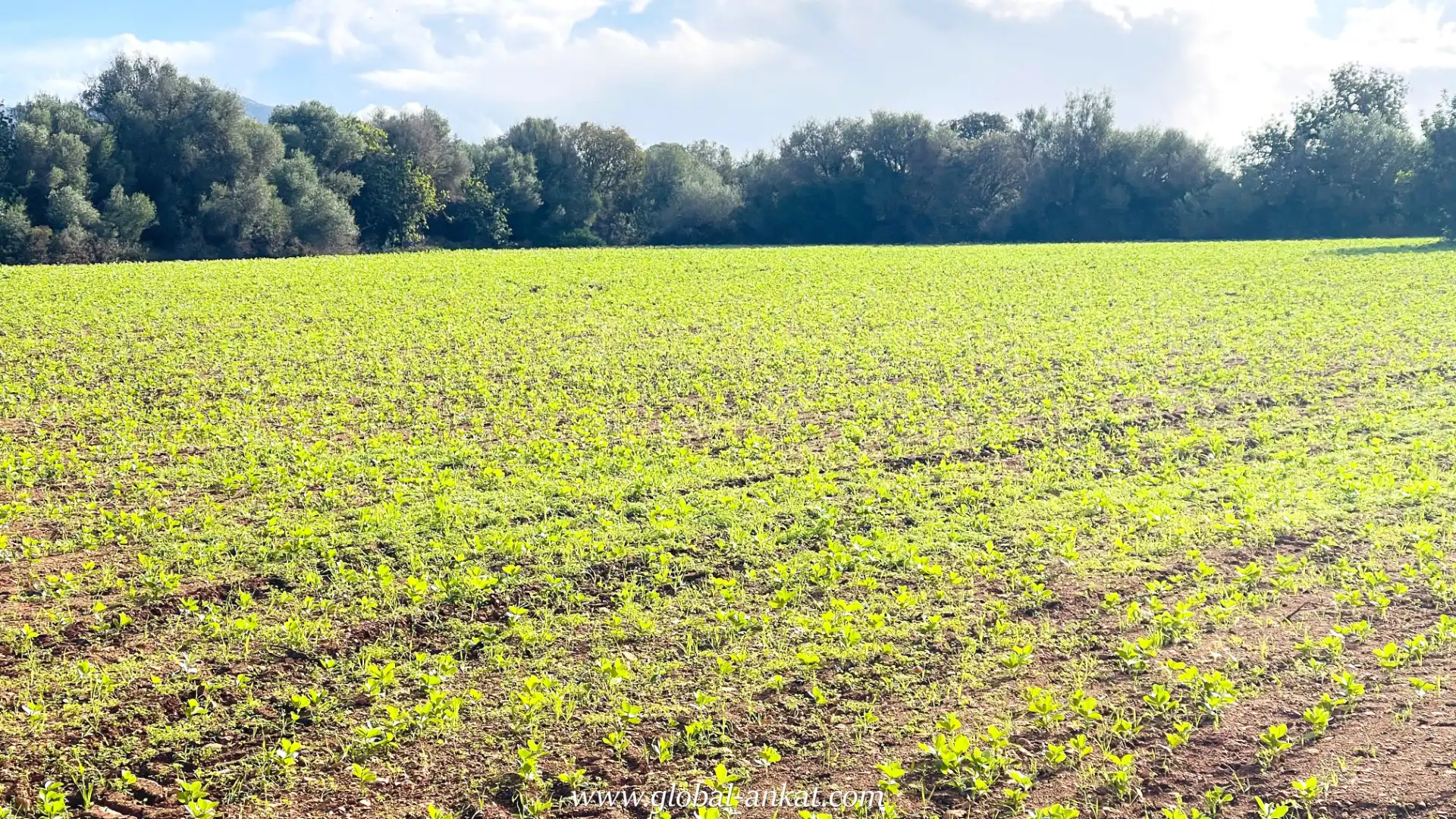 Rural land for sale in Felanitx Poble, imagen 2