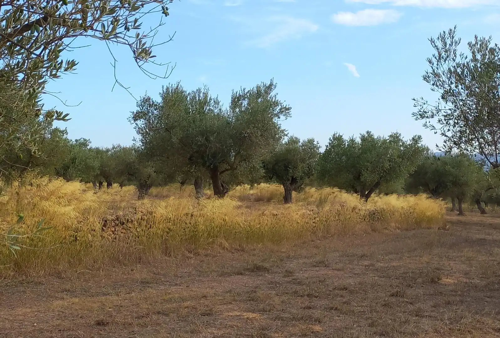 Finca rústica en venta en Tivissa