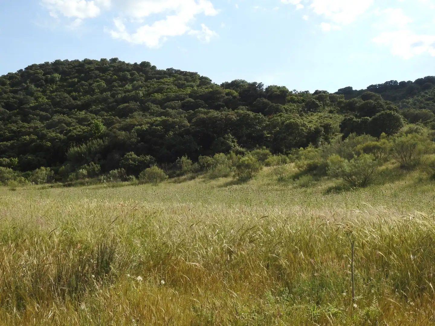 Land for sale in Belvís de la Jara