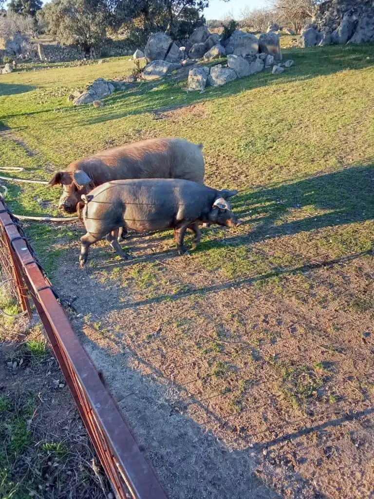 Terreni e lotti in vendita a Burguillos del Cerro, imagen 26