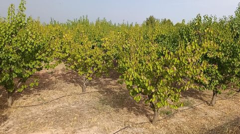 Finca rústica de 50.000 m2 con nave, luz, agua y 950 albaricoqueros en producción, imatge 2