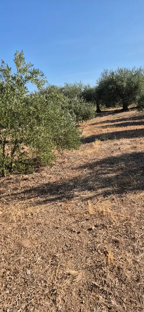 Terreno en venta en Lagunilla del Jubera