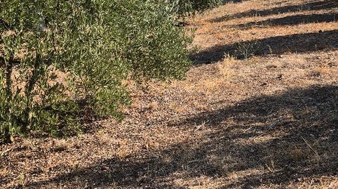 Foto 4 de Terreno en venta en Lagunilla del Jubera, La Rioja