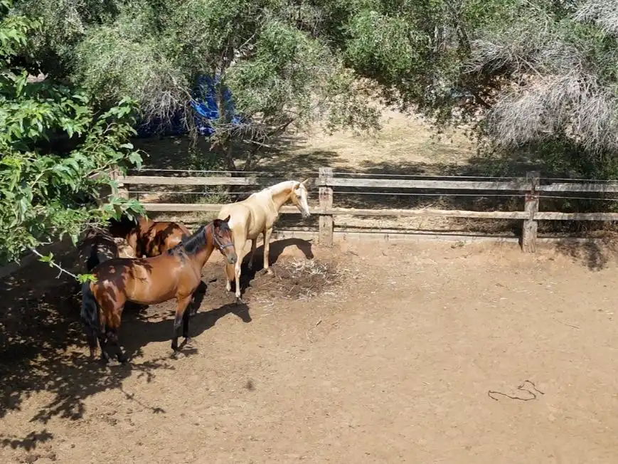 Vista exterior de Finca rústica en venda en Rafelguaraf amb Aire condicionat, Calefacció i Jardí privat