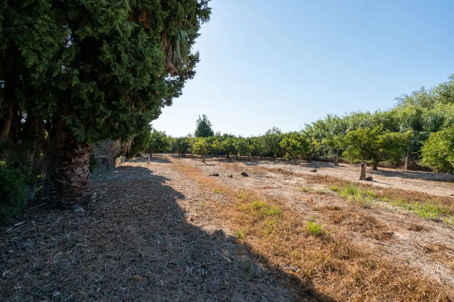 Rural land for sale in Deltebre, imagen 4