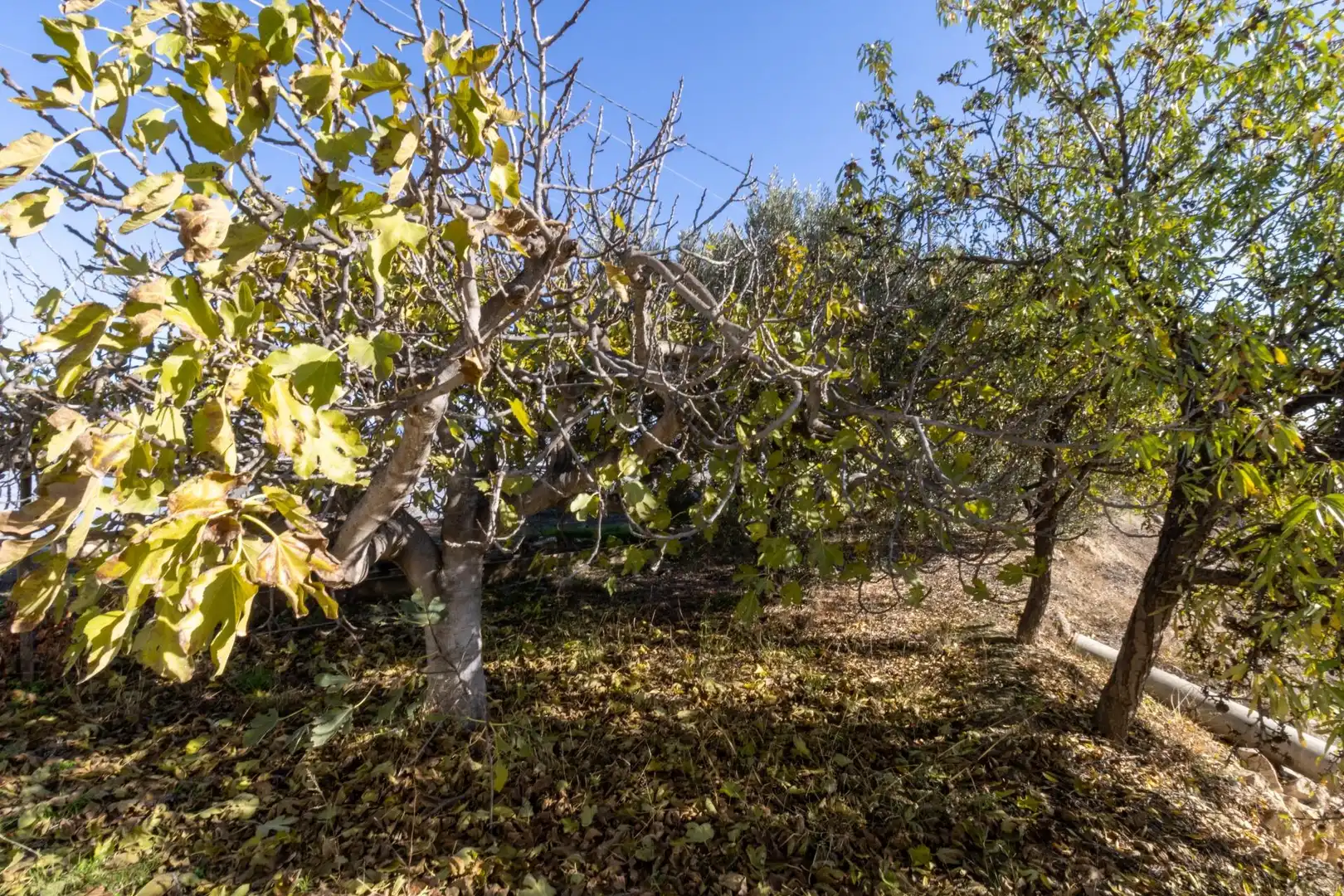 Terreno rustico in vendita a Alhama de Almería, imagen 10