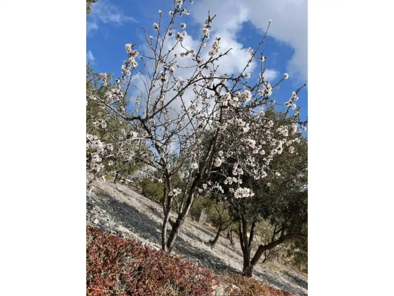 Jardí de Finca rústica en venda en Felix amb Jardí privat, Terrassa i Moblat